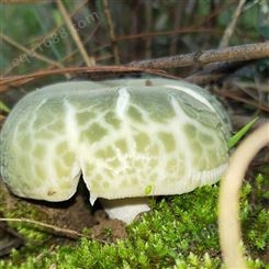 青头菌新鲜500g野生菌 小菇食用野蘑菇 大小均匀菌肉厚实