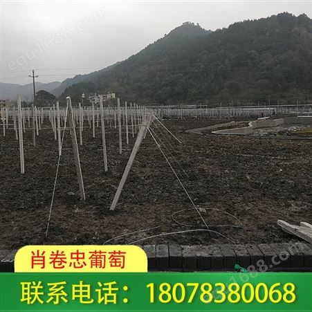 广西柳州猕猴桃架等果园棚架工程常年承接