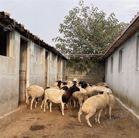 福华养殖场出售体型结构好毛色较多的波尔山羊 杜泊绵羊50kg以上