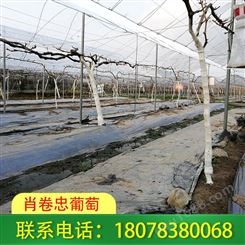 搭建~柳州钢管蔬菜大棚使用寿命长