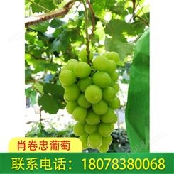广西全州阳光玫瑰葡萄销售产地优价供应