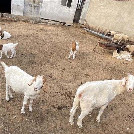 30kg-68kg的波尔山羊销售福华养殖场出售适应环境强