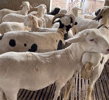 养殖杜波绵羊成本低利润好能适应各种气候 既耐热又抗寒耐粗饲