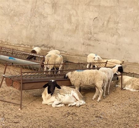 养殖杜波绵羊成本低利润好能适应各种气候 既耐热又抗寒耐粗饲