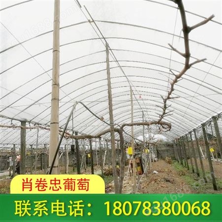 广西柳州猕猴桃架等果园棚架工程常年承接