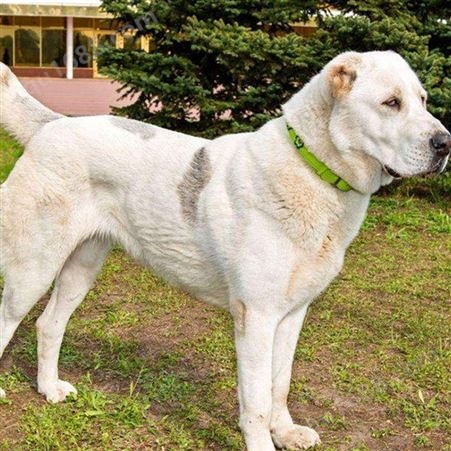 大型养殖中亚牧羊犬 成年宠物犬 看家护院 提供技术支持