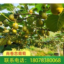 桂林红心猕猴桃一件也发货！！！