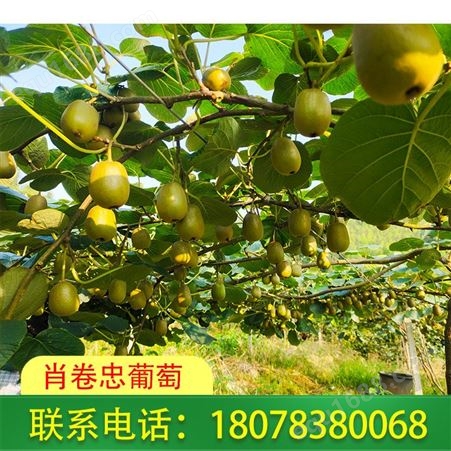 桂林红心猕猴桃一件也发货！！！