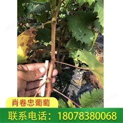 桂林5bb砧木_永福阳光玫瑰葡萄苗基地种植规模大