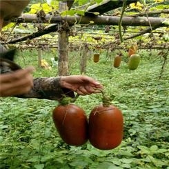 欢乐果园 大量供应香茹蜜 香茹蜜果 种植基地多品种