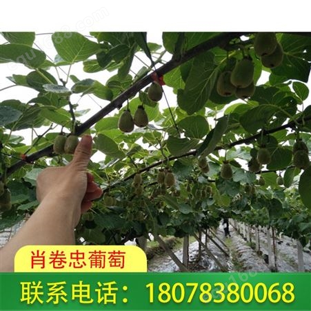 广西桂林黄金奇异果味道好-基地绿色种植