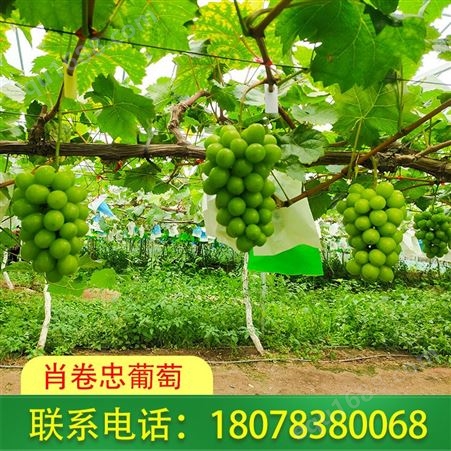 广西桂林兴安肖卷忠阳光玫瑰葡萄已经上市啦！