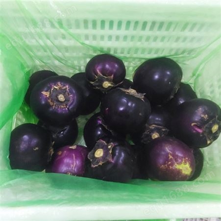 圆茄子 呈紫色 油光发亮 新鲜蔬菜 自产自销 斯刻达供应
