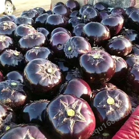 圆紫茄 个大色鲜 新鲜蔬菜 安全健康 斯刻达供应