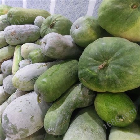 新鲜大冬瓜 果实均匀 产量高 种类多样 斯刻达供应