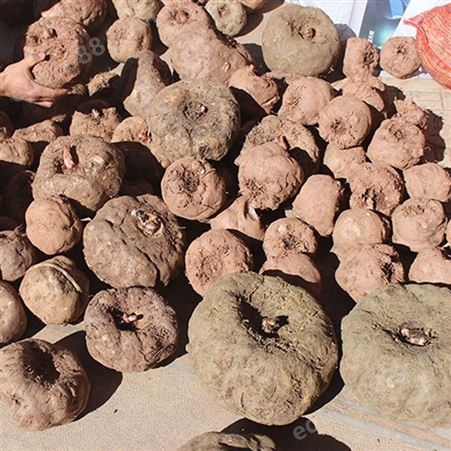 现挖优质大魔芋 天然人工栽培 自然晾晒 素毛肚魔芋丝材料