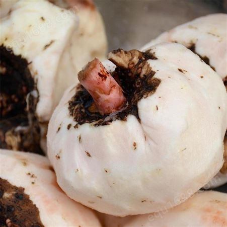 现挖优质大魔芋 天然人工栽培 自然晾晒 素毛肚魔芋丝材料