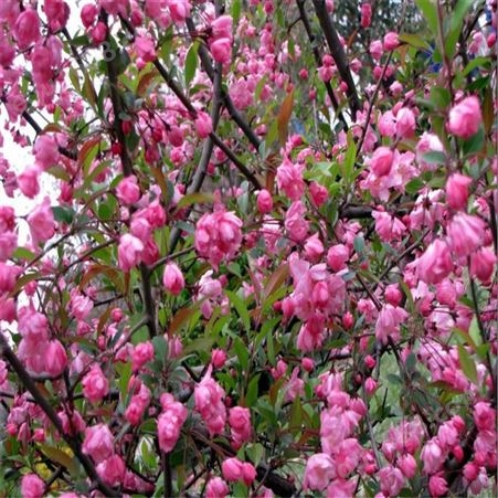苗圃供应销5公分6公分北美绚丽海棠 树形优美 绿化观赏树种 春熙农业