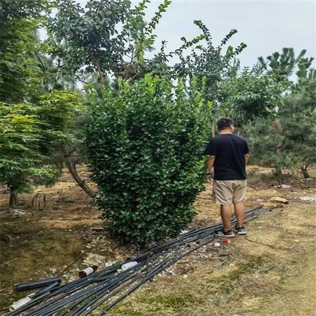 2米3米北海道黄杨柱 景观绿化树 工程绿化庭院美化用树