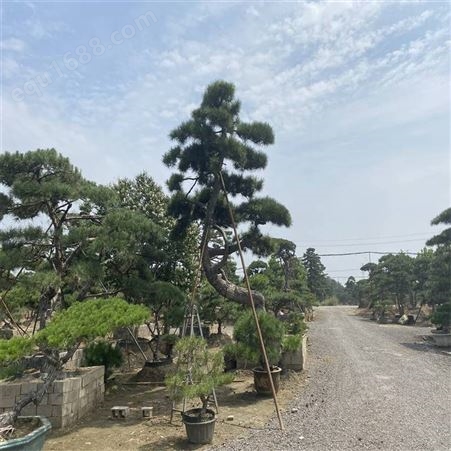 chunxi春熙 供应造型景松 易管理 树形好 南北方均可种植