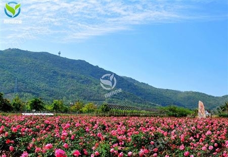 江苏玫瑰种植基地滴灌水肥一体化方案设计