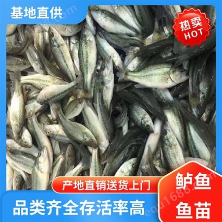 鲈鱼鱼苗出售 运输安全便捷 产量好 包品质 鲜活健康