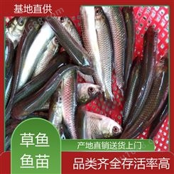 草鱼苗及成品鱼 支持送货上门 免费技术指导 重 庆 首友