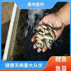 淡水养殖 锦鲤鱼苗 产量好 包品质 生长迅速 基地直售